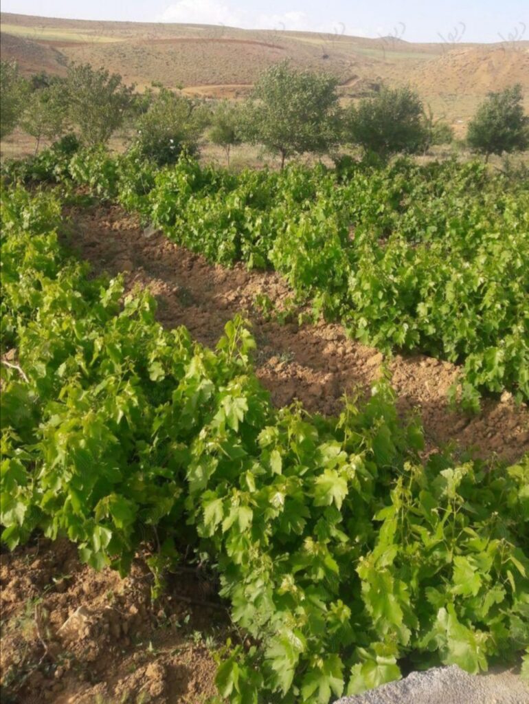 فروش زمین باغ  1600 متری الیگودرز  – کد 7117
